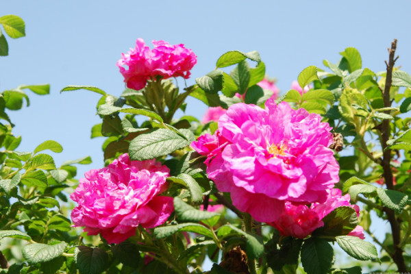 玫瑰怎么種植方法，種粒先催芽后再移栽上盆