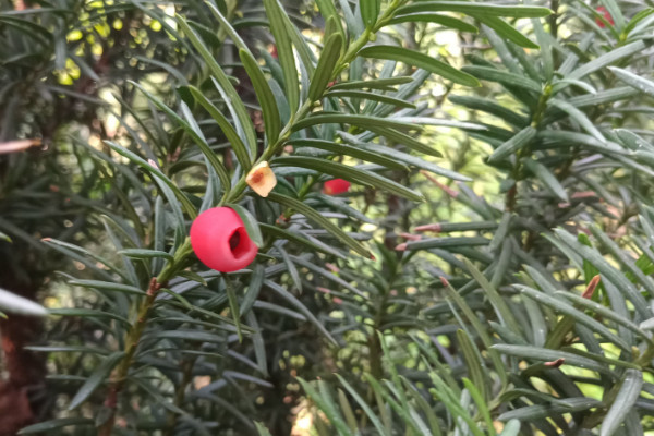 曼地亞紅豆杉和南方紅豆杉的區(qū)別，前者含醇量更高