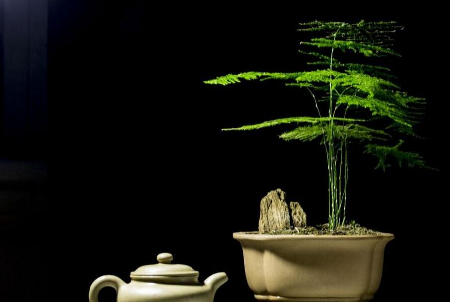 文竹長(zhǎng)得慢怎么辦， 四種問題在作怪