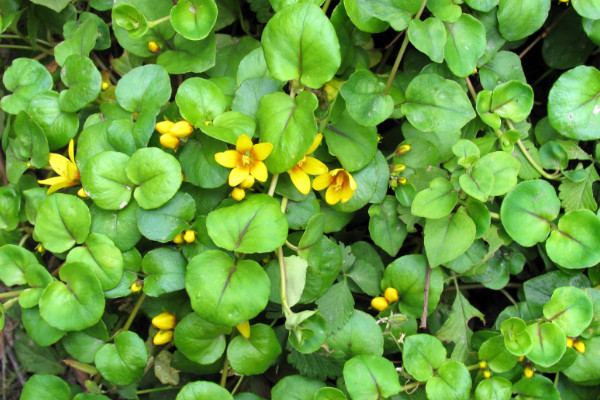 金錢草怎么扦插，春秋兩季進(jìn)行扦插成活率最高