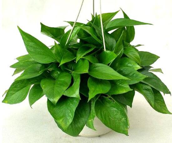 綠蘿能除甲醛嗎，能/凈化空氣、利于身心健康