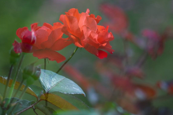 盆栽玫瑰花蔫了怎么辦，供給養(yǎng)分/提升室溫等等