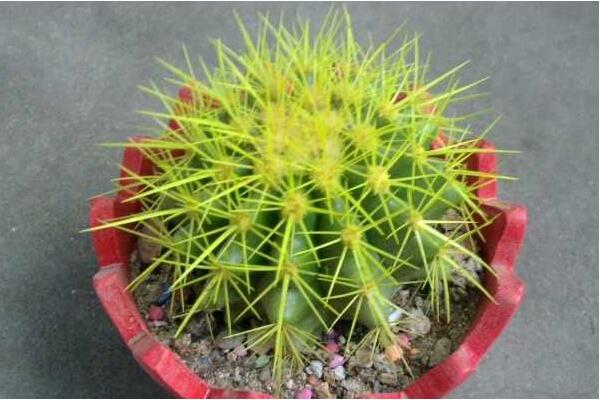 仙人球花的藥用價值，清熱解毒、行氣止痛、還能降血壓