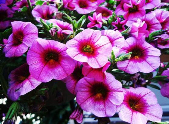 牽?；ǖ墓πc作用，牽?；ㄆ叽蠊πc作用