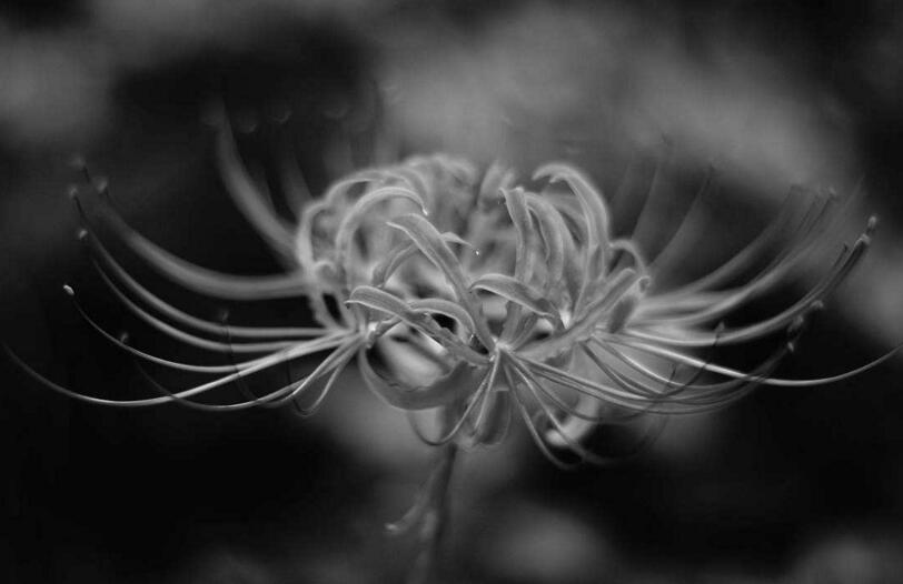 彼岸花花語，在生與死的彼岸盛開