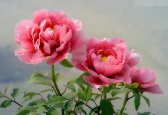 牡丹花花語是什么，代表著富貴吉祥、繁榮昌盛