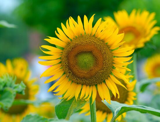 送向日葵祝福語，教你最合適五種送人祝福語