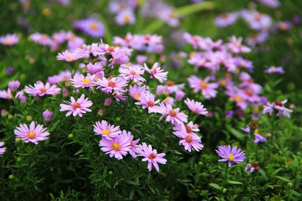 荷蘭菊的養(yǎng)殖方法，做好以下4點(diǎn)是關(guān)鍵