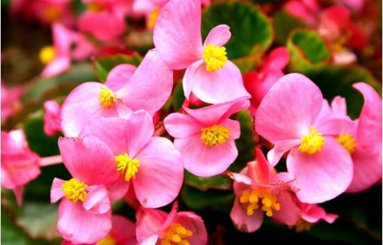 哪種海棠花最好看，北美海棠花欣賞價(jià)值最高(雜交品種)