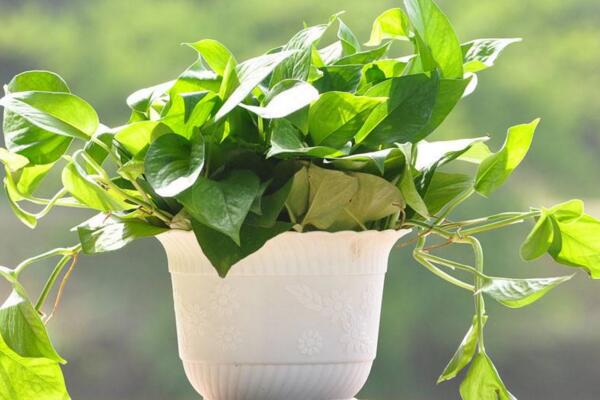 綠蘿喜歡陽光嗎，既喜歡陽光又耐陰