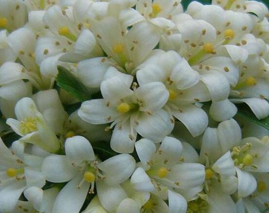 九里香每年開多少次花，一年獨(dú)開一次花(花期4-8月)