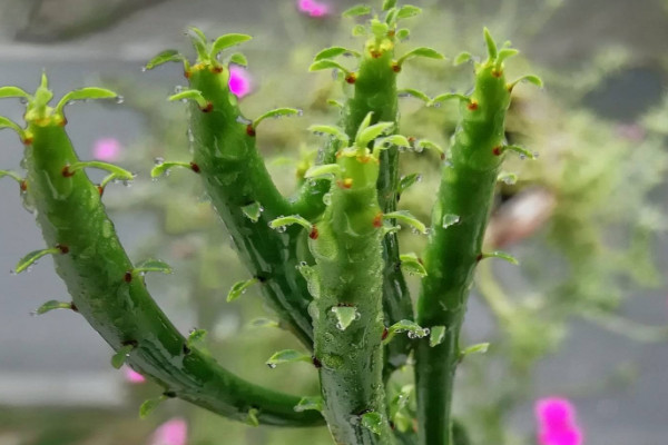 光棍樹(shù)養(yǎng)在家會(huì)致癌嗎