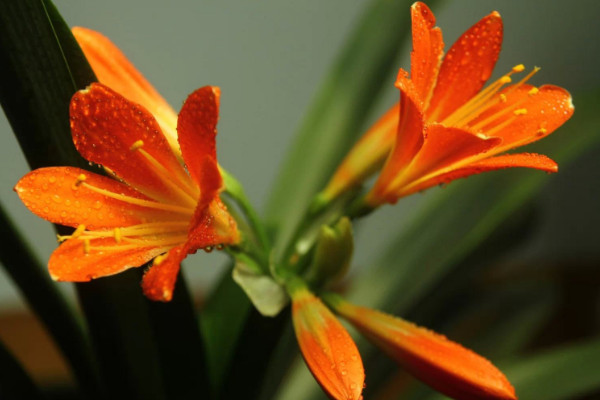 君子蘭澆水的正確方法，秉承干燥就澆的灌溉原則