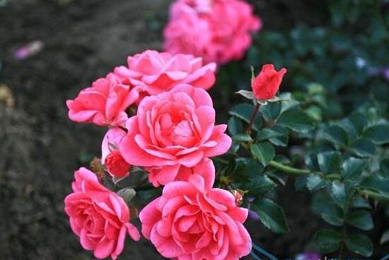 月季花可以泡水喝嗎，月季花的功效與作用