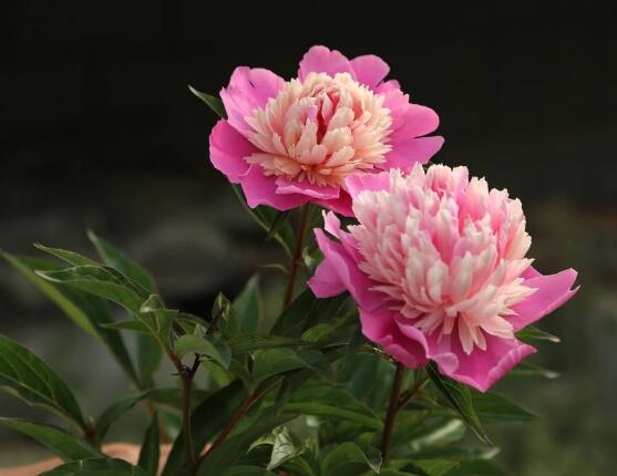 芍藥花能在家里養(yǎng)嗎，吸收陰氣/陽宅鎮(zhèn)不住(迷信說法)