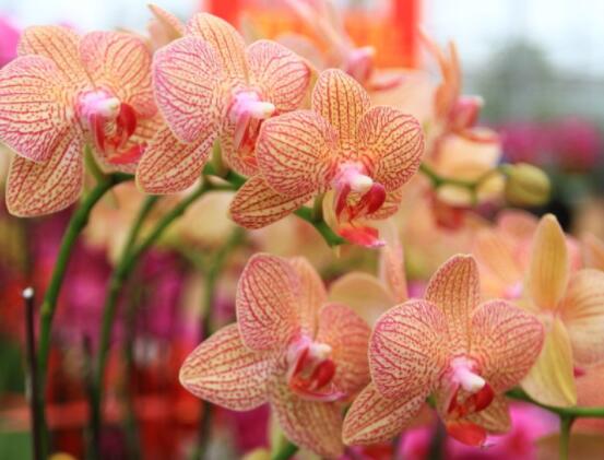 蝴蝶蘭開(kāi)花養(yǎng)護(hù)要點(diǎn)，教你做好五個(gè)必要的養(yǎng)護(hù)條件(缺一不可)