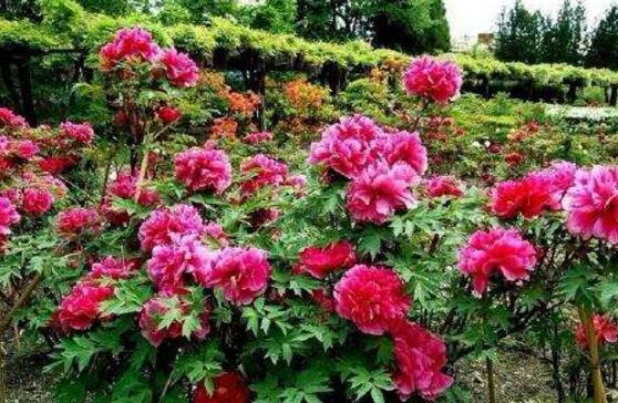 牡丹花怎么繁殖，牡丹花六大繁殖方法