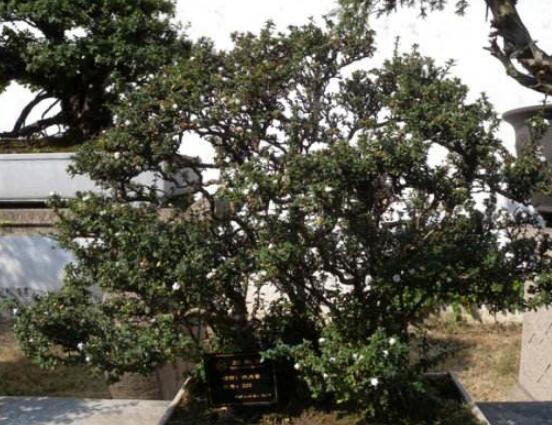 六月雪怎么養(yǎng)殖，老農(nóng)總結(jié)最簡單八大基本養(yǎng)殖方法