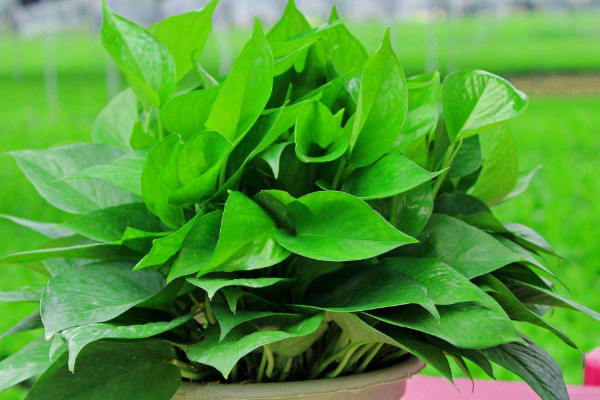 家里為什么不能放綠蘿，過(guò)多的綠蘿會(huì)搶奪氧氣