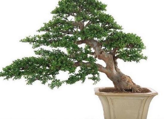 榕樹盆景怎么翻盆，榕樹換盆注意事項