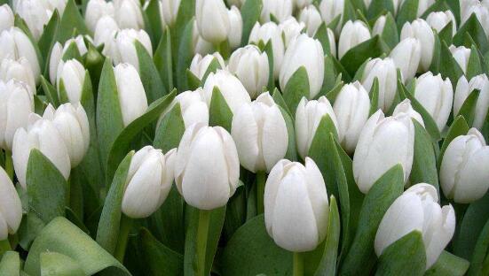 郁金香的花語(yǔ)是什么，郁金香享譽(yù)世界花后