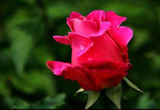 玫瑰花有毒嗎，玫瑰花可以在室內(nèi)養(yǎng)嗎