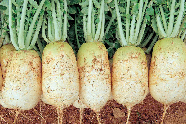 冬天種什么菜，蘿卜/白菜/蒜苗/茼蒿等