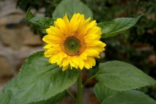 向日葵有毒嗎，向日葵能放在室內(nèi)嗎/無毒可以放