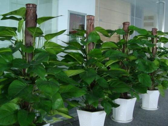 綠蘿用什么藥長得快，盤點最合適的五種藥物(盆盆爆滿)