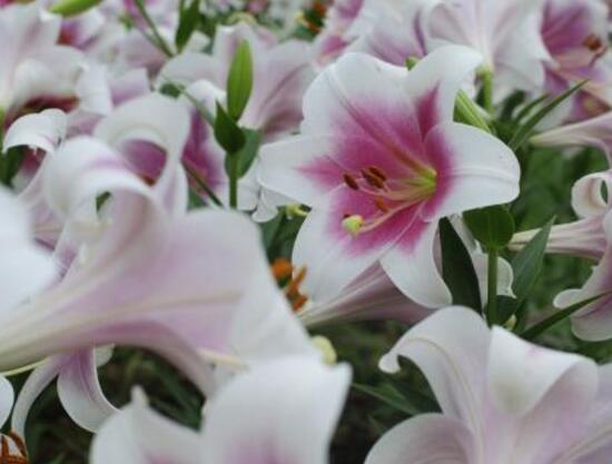 百合花多久澆次水，盆栽百合花怎么澆水/三天澆次水