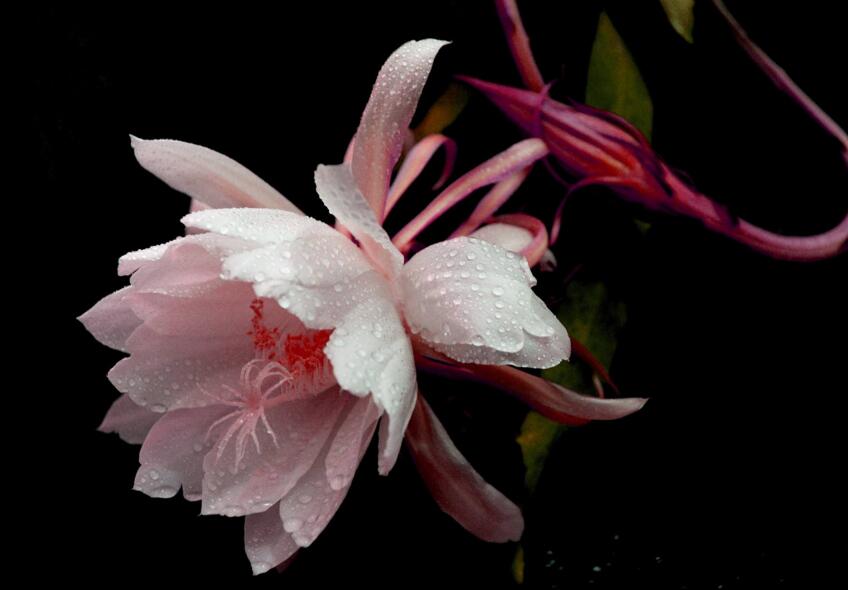 曇花爛根怎么處理，及時處理不然會造成無藥可救的狀態(tài)