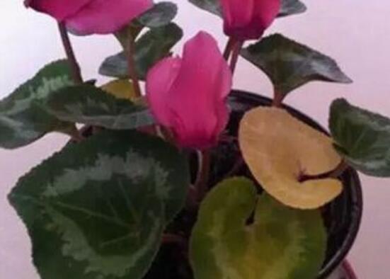 仙客來的葉子發(fā)黃怎么辦，教你四種原因以及解決辦法