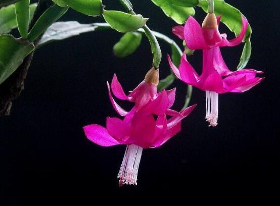 蟹爪蘭不開花怎么辦，做好六個要點花開爆盆