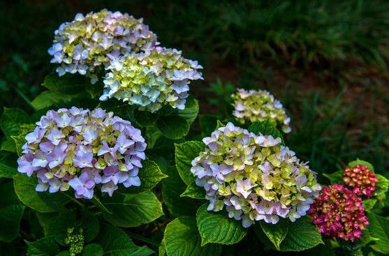 繡球花的功效與作用，盤點(diǎn)繡球花六大功效與作用
