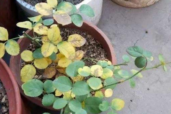 月季花葉子發(fā)黃怎么回事，四種原因以及解決方法