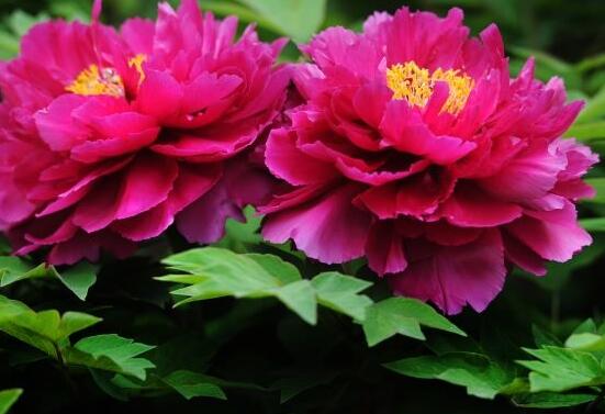 牡丹花的特點(diǎn)是什么，細(xì)數(shù)牡丹花六大特點(diǎn)