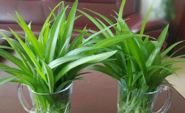 水培吊蘭的養(yǎng)殖方法和注意事項