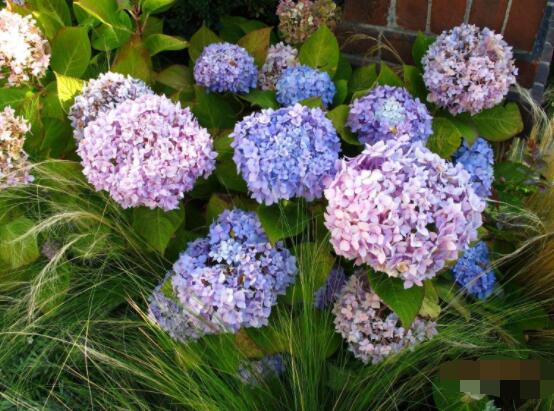 繡球不開花的原因，教你三種原因以及解決辦法