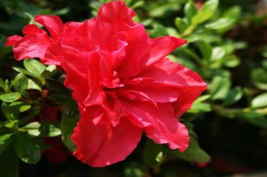 杜鵑花花后怎么修剪，老農(nóng)教你五大基本要點