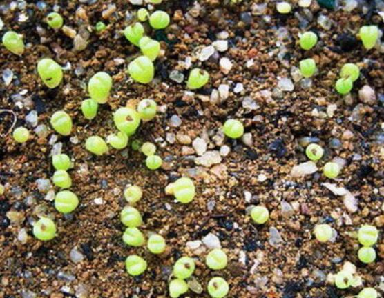 生石花怎么繁殖，最常用兩種繁殖方法(播種與分株)