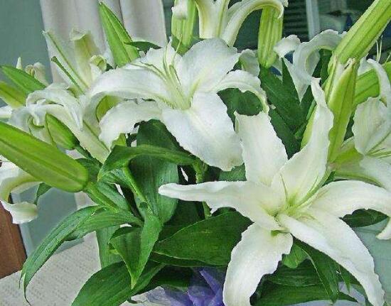 百合花有毒嗎，百合花放在臥室好嗎/影響睡眠