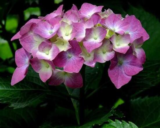 繡球花可以噴水嗎，可以/促進枝葉生長、花開茂盛