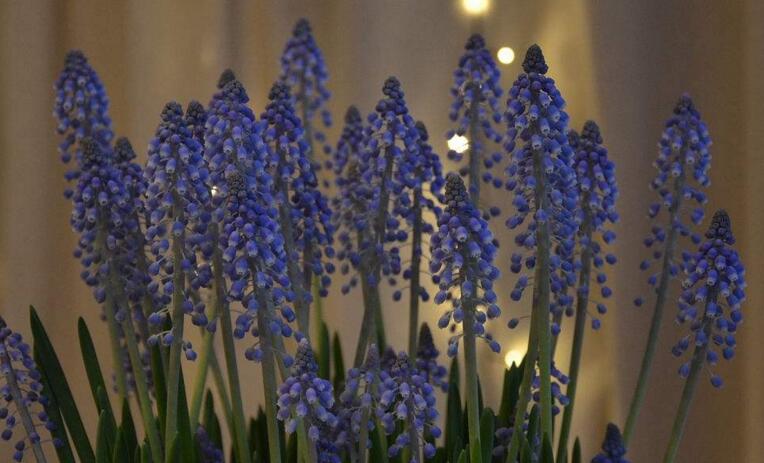 風(fēng)信子和洋蔥的區(qū)別，三種方法讓你分清不同之處在哪里