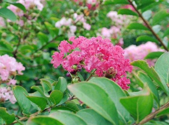 薔薇花的種植方法，盤點薔薇花七大種植方法