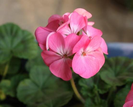 天竺葵夏天可以扦插嗎，可以/總結(jié)最簡(jiǎn)易四個(gè)步驟