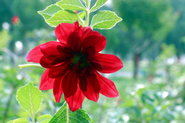 大麗花怎么修剪，疏枝剪葉/剔除殘花/摘心打頂