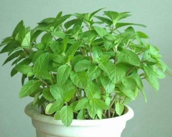 碰碰香和薄荷的區(qū)別，解析一眼就能分辨出的兩種方法