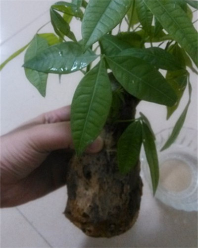 發(fā)財樹根部腐爛后改水培方法圖解