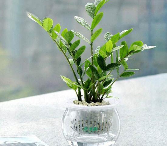 金錢樹可以水培嗎，金錢樹水培方法和注意事項