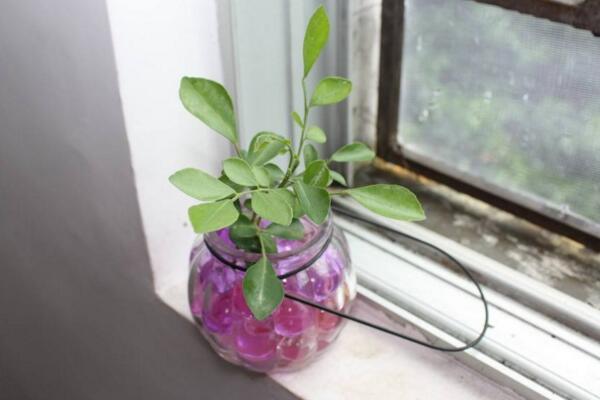 水培九里香的養(yǎng)殖方法，九里香水培養(yǎng)殖5大要點